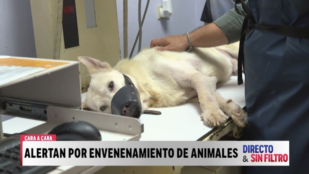 Yolanda Álvarez pide acción ante denuncias de animales envenenados en San Juan
