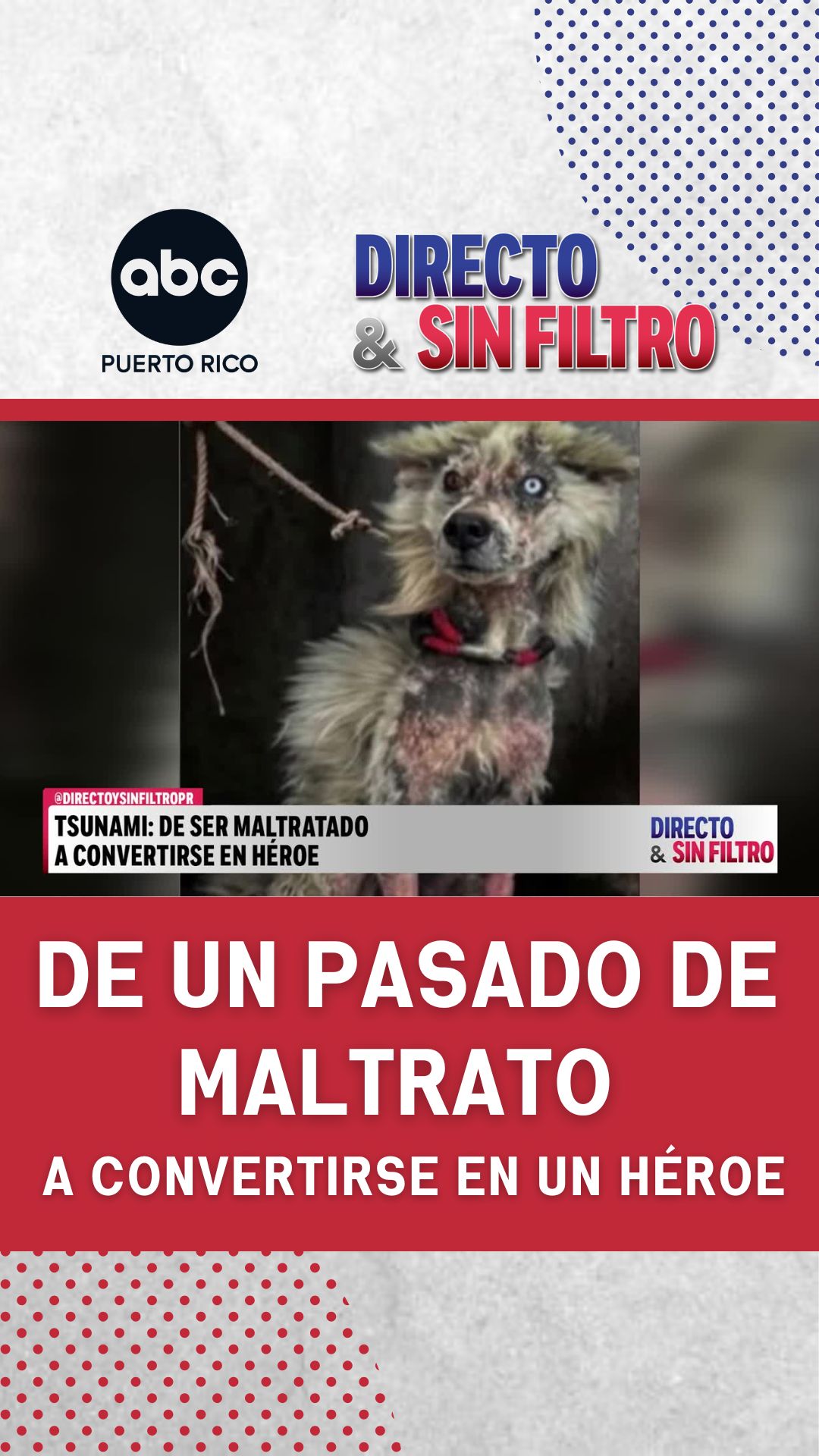Fue maltratado y abandonado… hoy es el héroe de cuatro patas que devuelve la esperanza entre los escombros