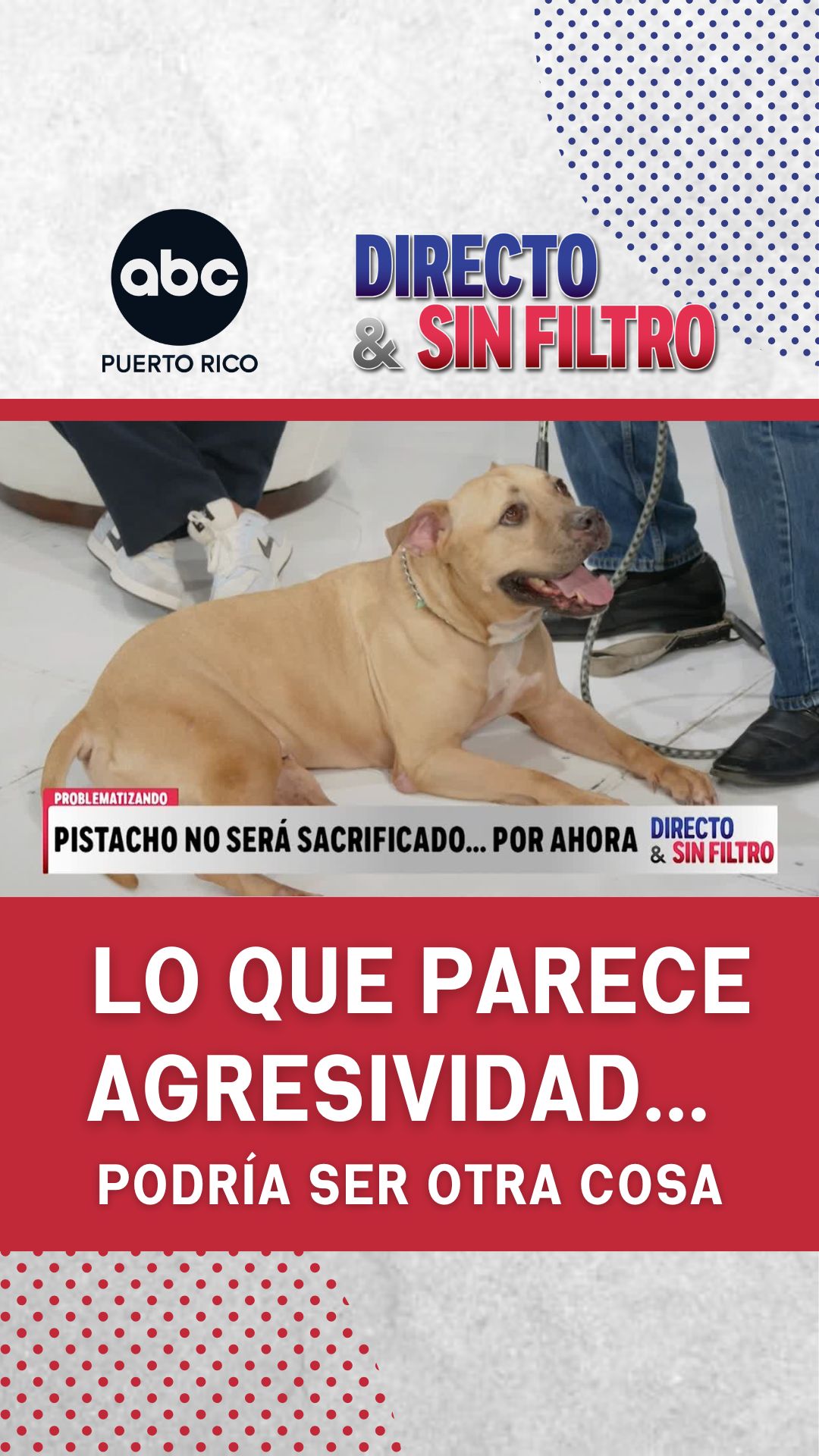 ¿Un perro agresivo puede rehabilitarse? Osvaldo Massanet explica qué hay detrás de esa conducta