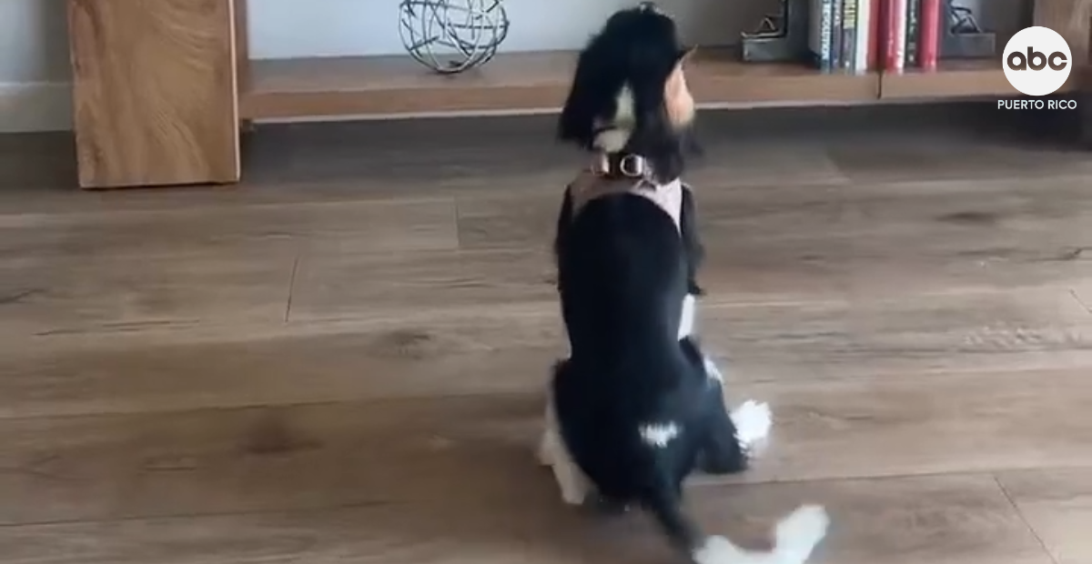 Cachorro se vuelve viral viendo el España vs Portugal del Mundial
