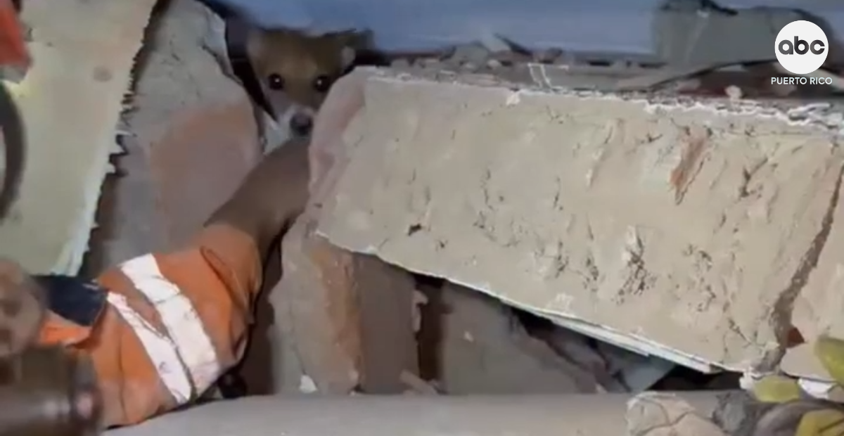 Rescatan con vida a Milo, el perro que sobrevivió 12 días bajo los escombros en Venezuela