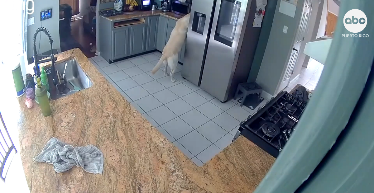 Perro provoca incendio accidental que destruye una casa y deja tres mascotas muertas