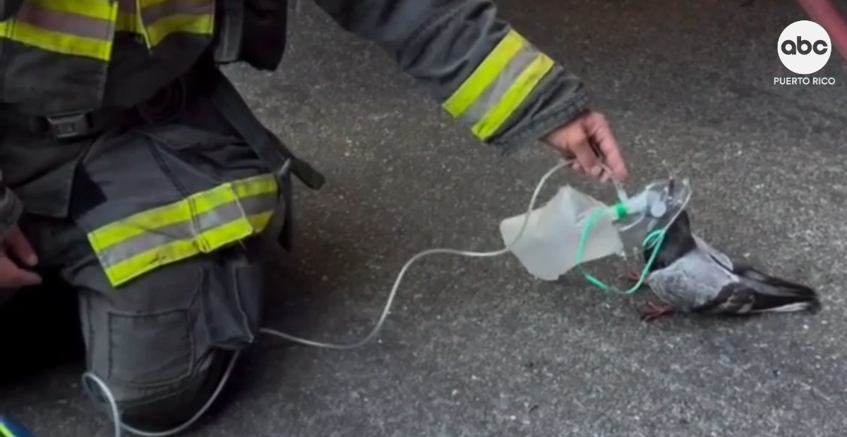 Bomberos salvan a una paloma tras administrarle oxígeno por inhalación de humo