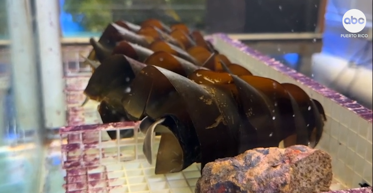 Nacen por primera vez tiburones de Port Jackson en el Zoológico de Melbourne