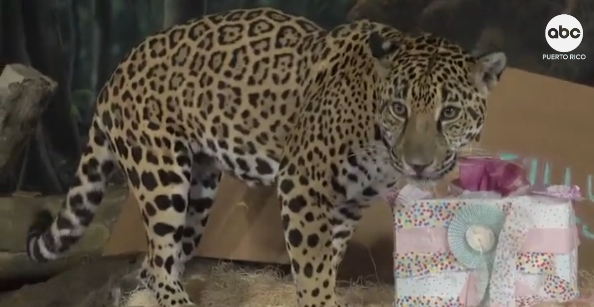Potranca jaguar celebra su cumpleaños abriendo regalos en un zoológico y conquista las redes