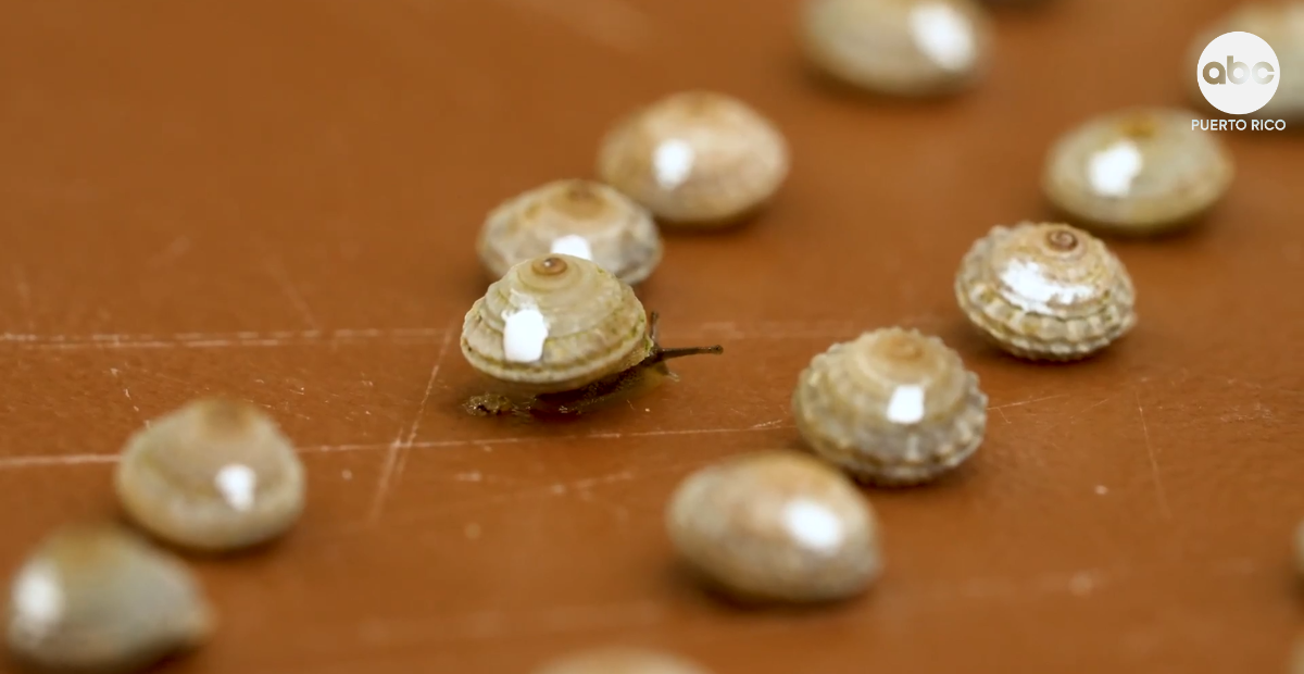Rescatan de la extinción a cientos de caracoles únicos en Portugal