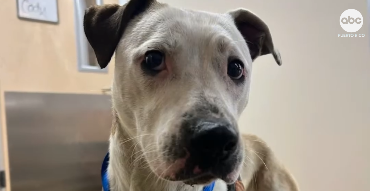 Rescatan a perro que sobrevivió dos días atrapado en un túnel de tren en San Francisco