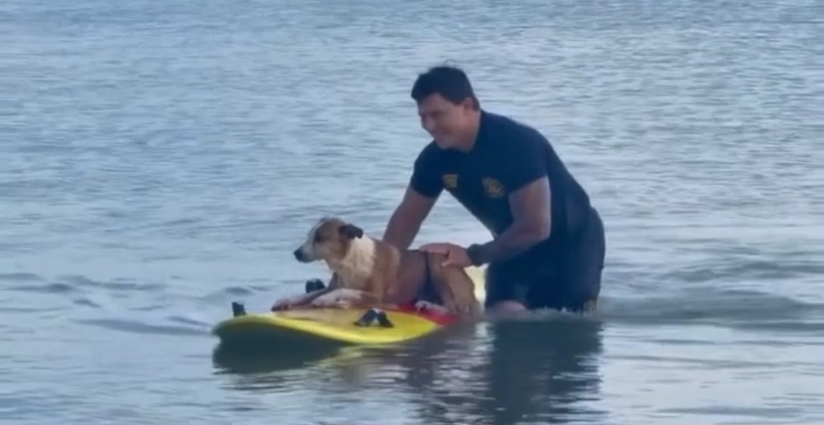 Bomberos rescatan a perro que nadaba solo en Texas