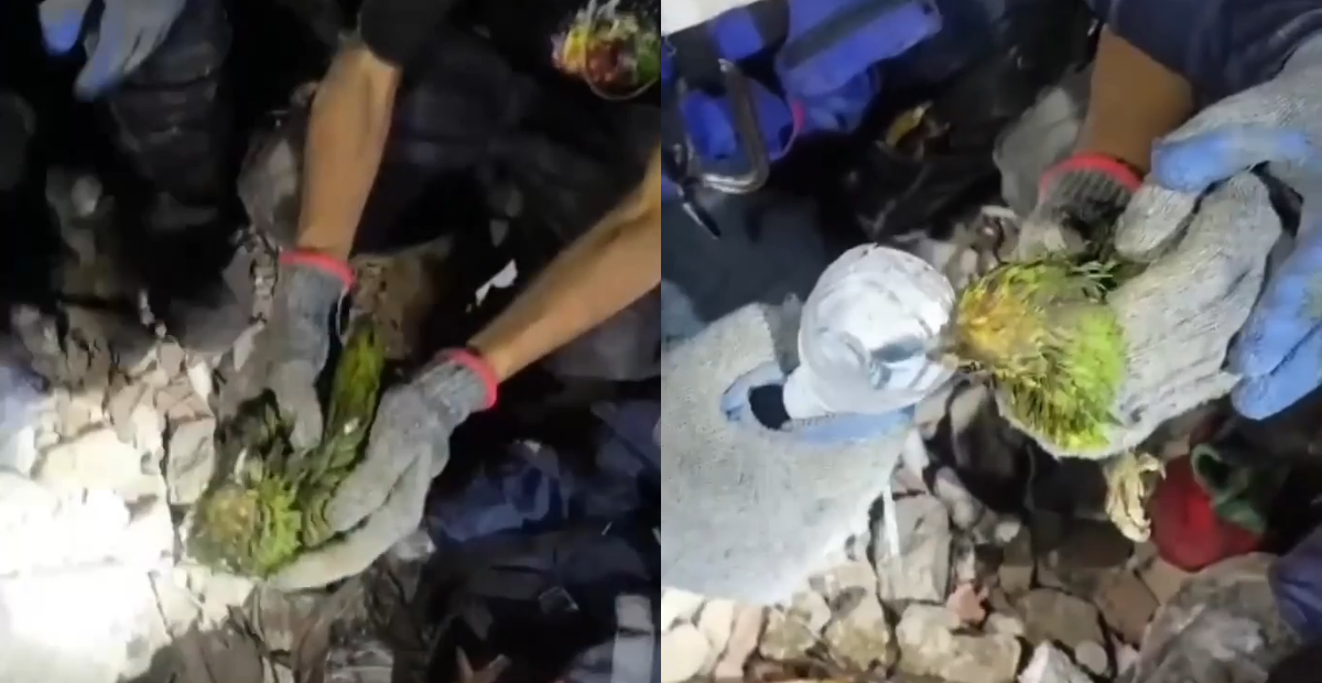 Panchito, el loro que sobrevivió 9 días bajo escombros en Venezuela, muere tras ser rescatado