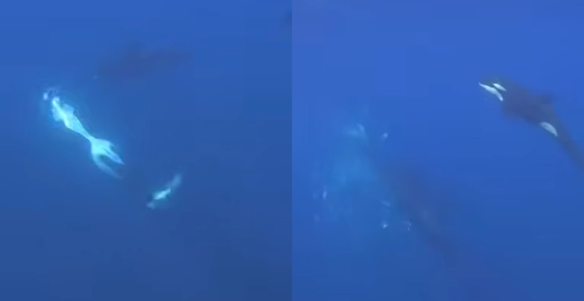 Video capta a una orca destrozando un pez luna durante una cacería en México
