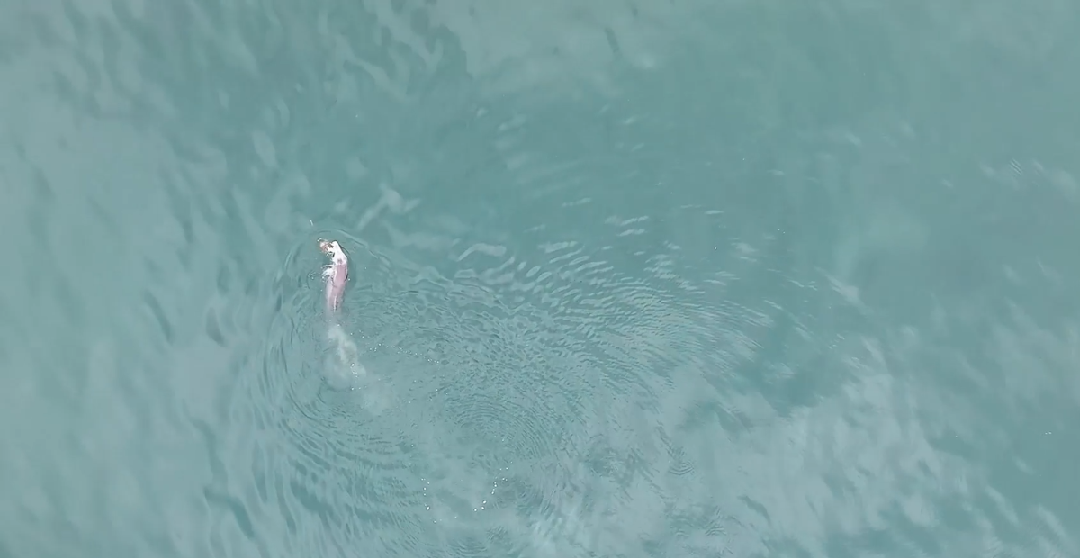 VIRAL: Delfines usan conchas para atrapar peces en Australia