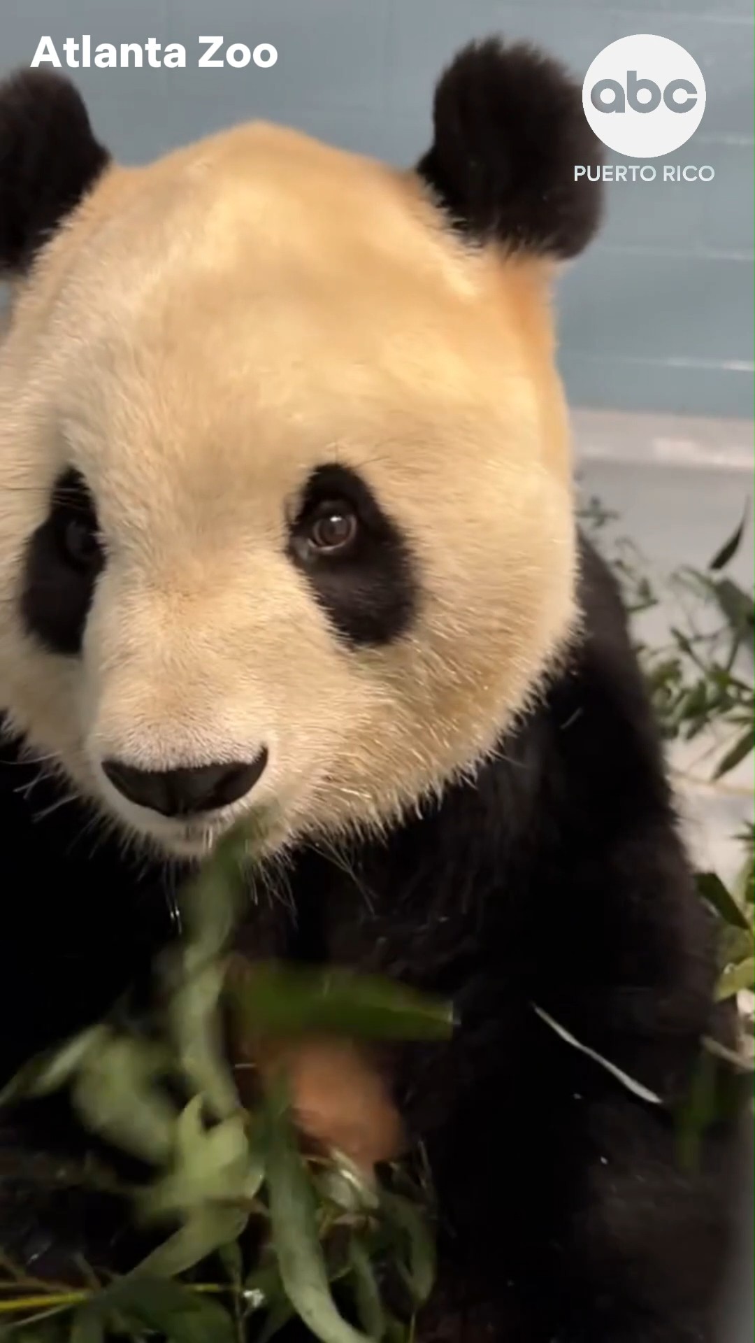 Dos pandas gigantes llegan a Zoo Atlanta desde China