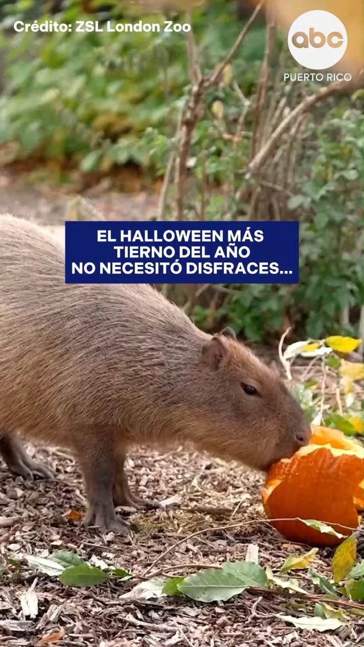 ¡HALLOWEEN SALVAJE! Animales celebran Halloween en zoológico de Londres