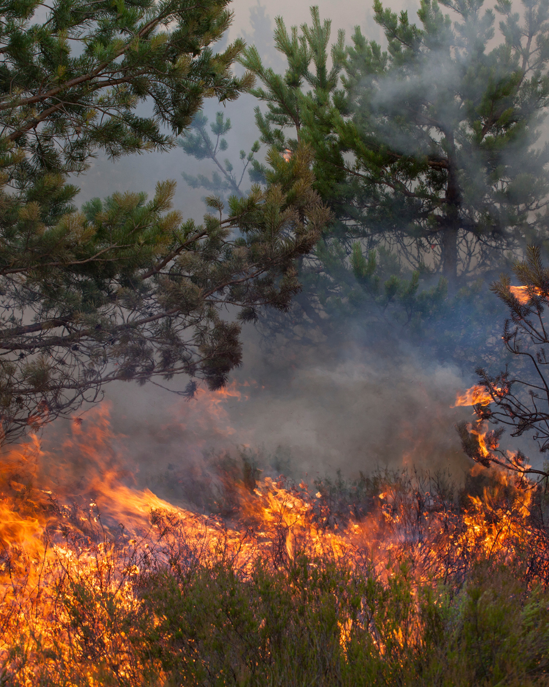 Bomberos combaten fuegos forestales en cinco zonas