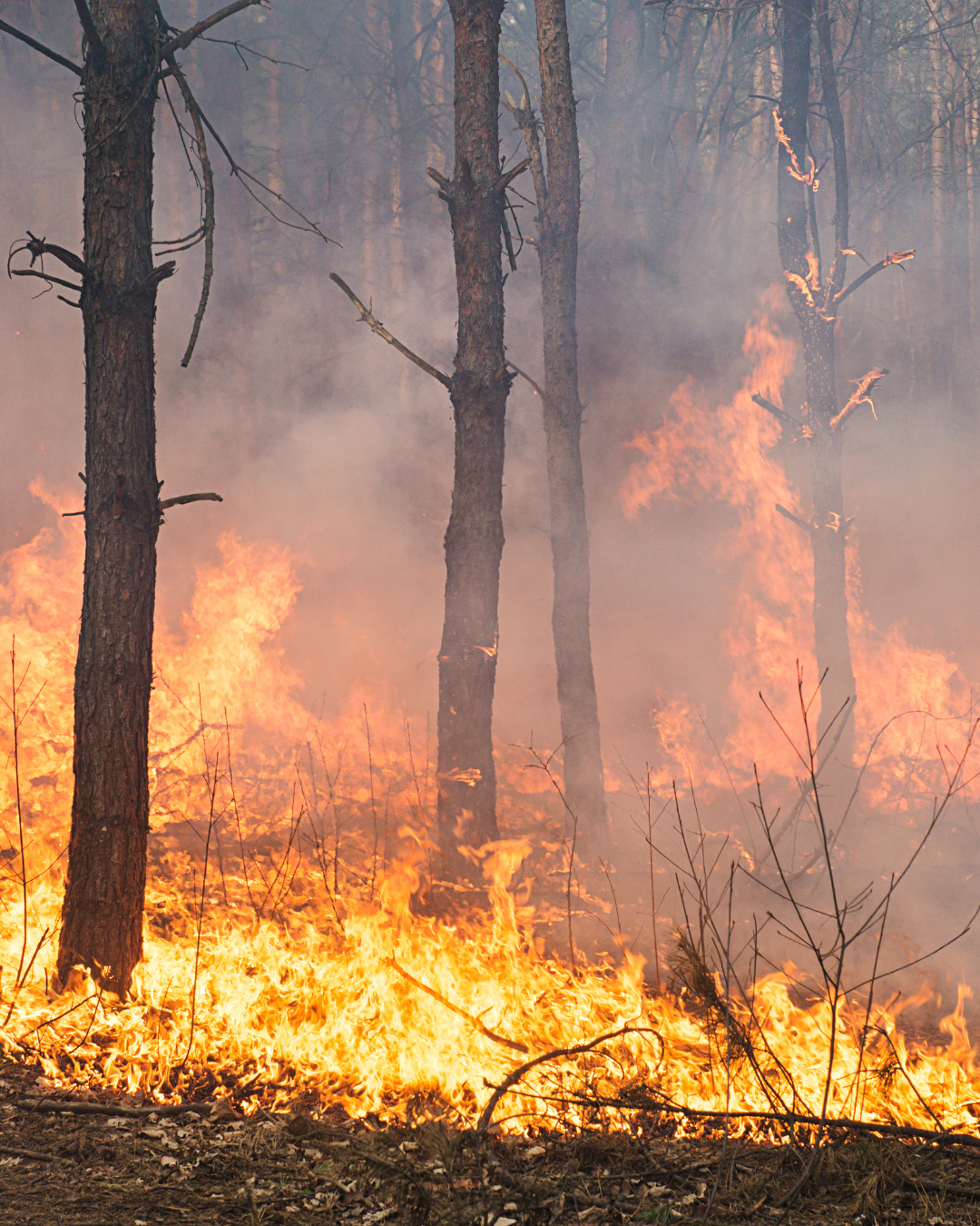 Más de 40 cuerdas quemadas: investigan si incendios en Jardín Botánico fueron provocados