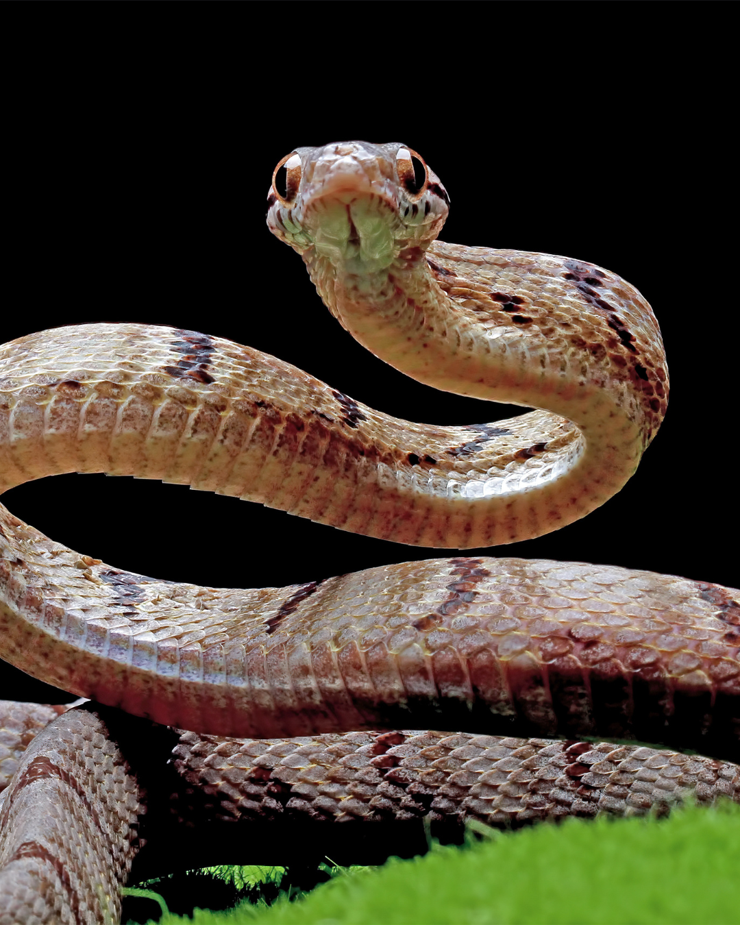 DRNA mantiene 169 boas constrictoras en centro de rehabilitación en Arecibo