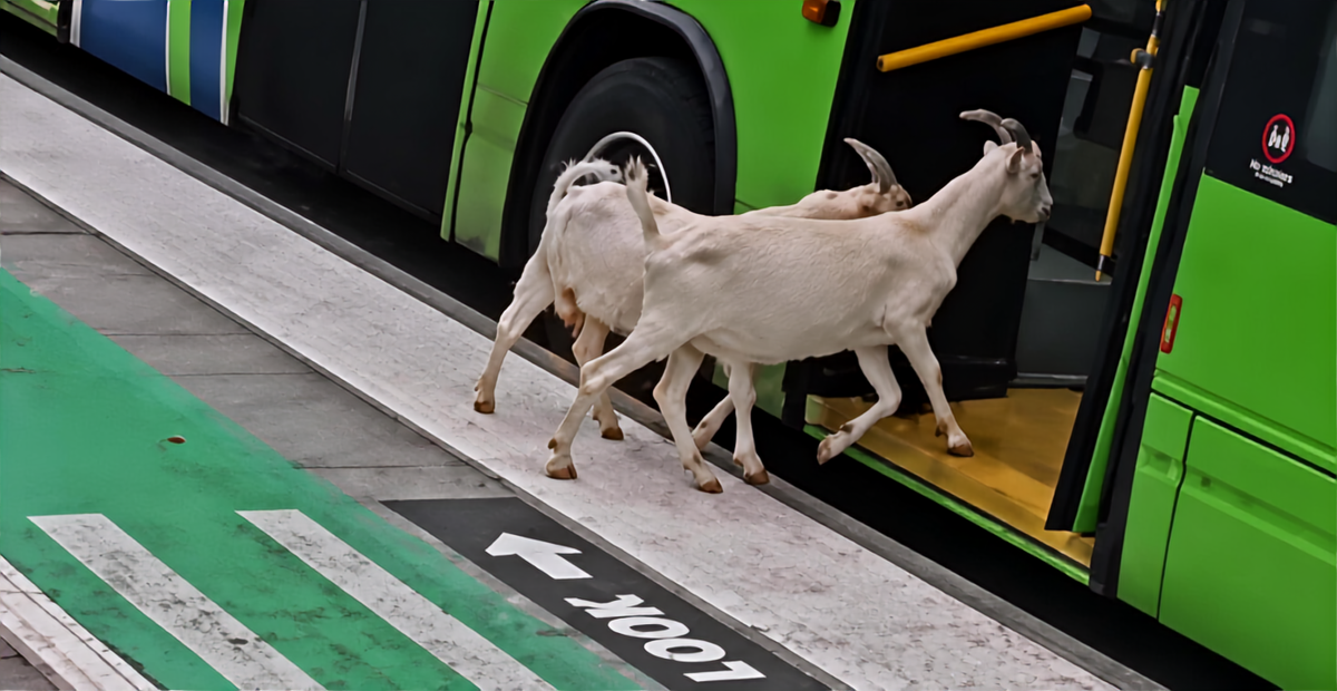 ¿Próxima parada? Quizás el corral